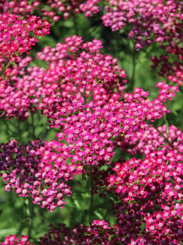 Schafgarbe 'Sammetriese', Achillea millefolium 'Sammetriese' kaufen im Online-Shop der Bohlken Baumschulen