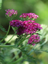 Schafgarbe 'Sammetriese', Achillea millefolium 'Sammetriese' kaufen im Online-Shop der Bohlken Baumschulen