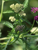 Schafgarbe 'Sammetriese', Achillea millefolium 'Sammetriese' kaufen im Online-Shop der Bohlken Baumschulen