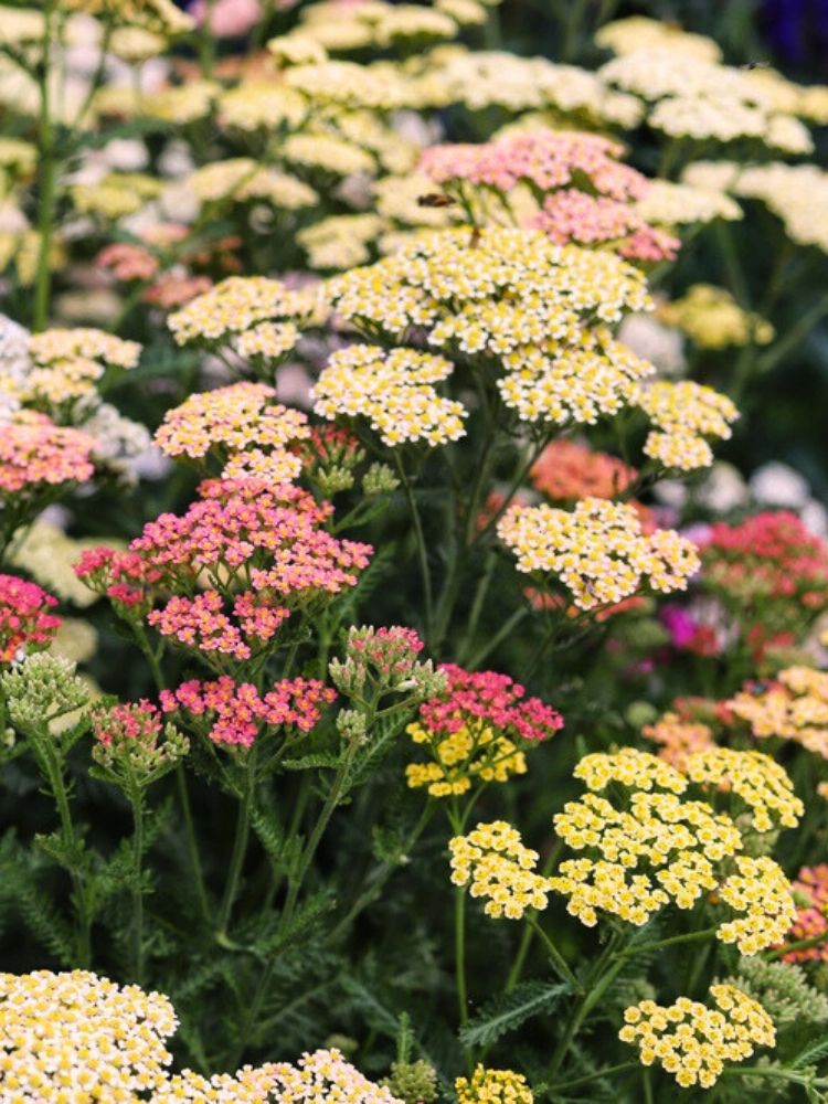 Schafgarbe 'Summer Pastels', Achillea millefolium 'Summer Pastels' kaufen im Online-Shop der Bohlken Bausmchulen