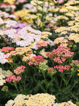 Schafgarbe 'Summer Pastels', Achillea millefolium 'Summer Pastels' kaufen im Online-Shop der Bohlken Bausmchulen