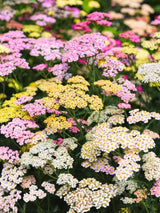 Schafgarbe 'Summer Pastels', Achillea millefolium 'Summer Pastels' kaufen im Online-Shop der Bohlken Bausmchulen