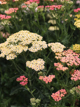 Schafgarbe 'Summer Pastels', Achillea millefolium 'Summer Pastels' kaufen im Online-Shop der Bohlken Bausmchulen