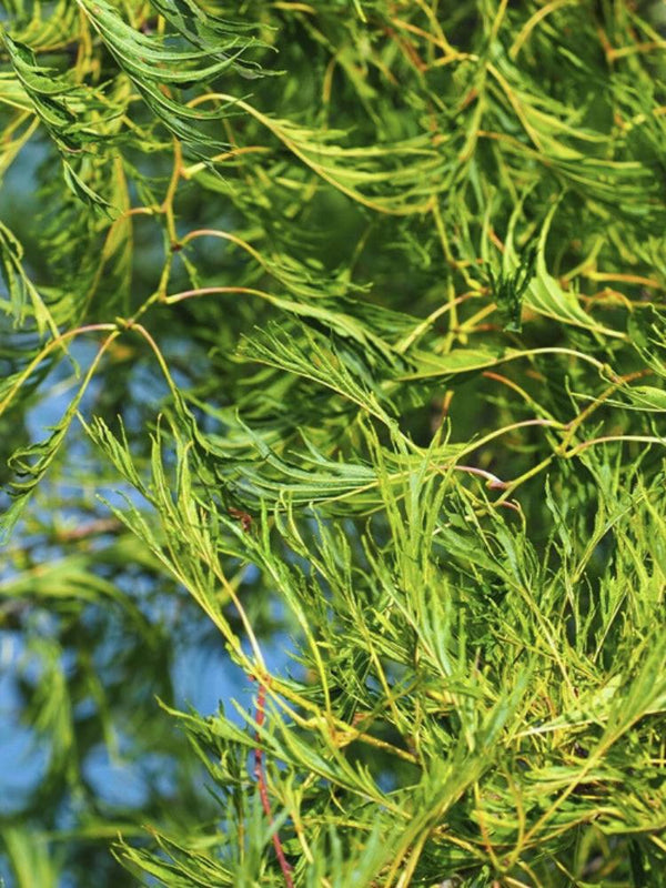 Kaisererle, Alnus glutinosa 'Imperialis'  kaufen im Online-Shop der Bohlken Baumschulen