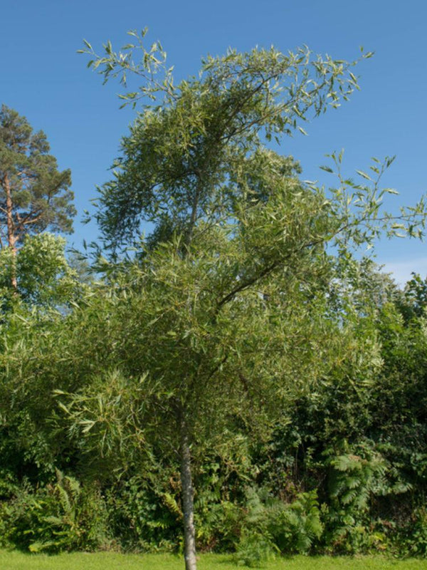 Kaisererle, Alnus glutinosa 'Imperialis'  kaufen im Online-Shop der Bohlken Baumschulen