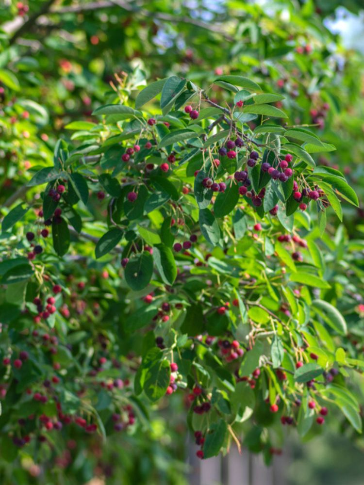 Felsenbirne, Amelanchier 'Prince William' kaufen im Online-Shop der Bohlken Baumschulen