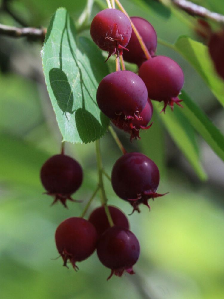 Felsenbirne, Amelanchier 'Prince William' kaufen im Online-Shop der Bohlken Baumschulen