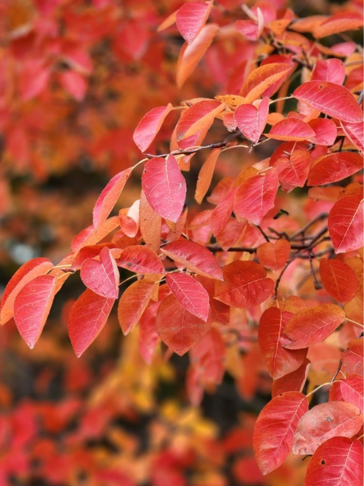 Felsenbirne, Amelanchier 'Prince William' kaufen im Online-Shop der Bohlken Baumschulen