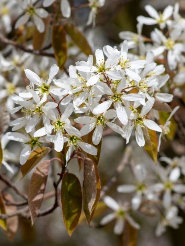 Felsenbirne, Amelanchier 'Prince William' kaufen im Online-Shop der Bohlken Baumschulen