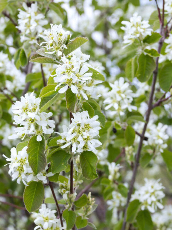 Säulen-Felsenbirne, Amelanchier lamarckii 'Rainbow Pillar' ® kaufen im Online-Shop der Bohlken-Baumschulen