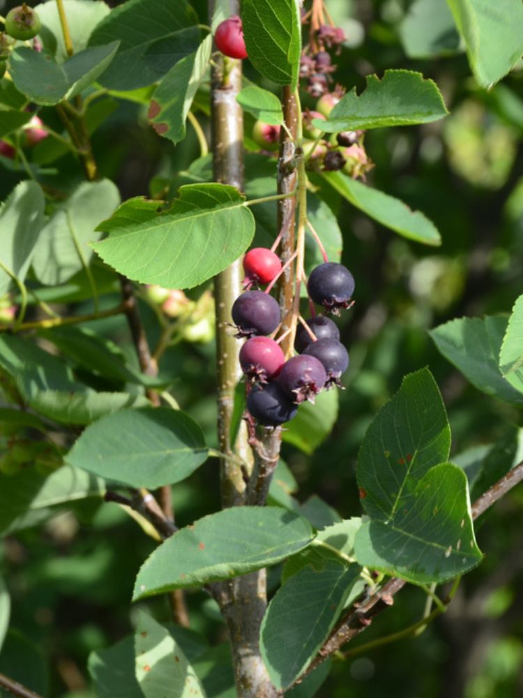 Säulen-Felsenbirne, Amelanchier lamarckii 'Rainbow Pillar' ® kaufen im Online-Shop der Bohlken-Baumschulen