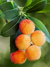 Rosa blühender Erdbeerbaum, Arbutus unedo 'Roselily' ® kaufne im Online-Shop der Bohlken Baumschulen