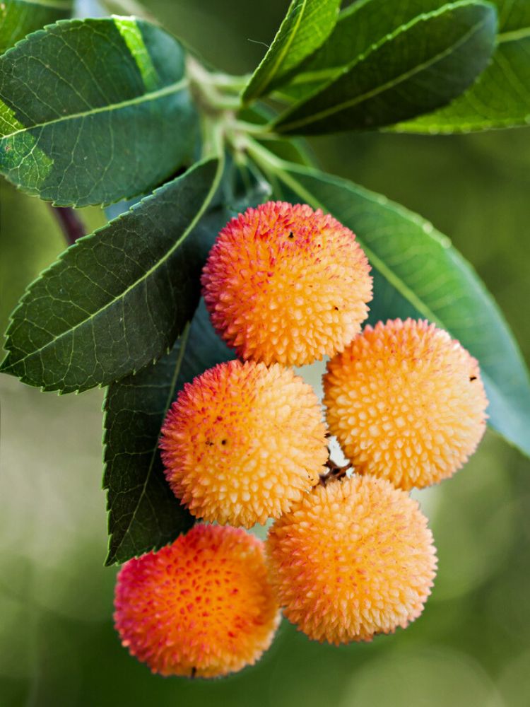 Rosa blühender Erdbeerbaum, Arbutus unedo 'Roselily' ® kaufne im Online-Shop der Bohlken Baumschulen