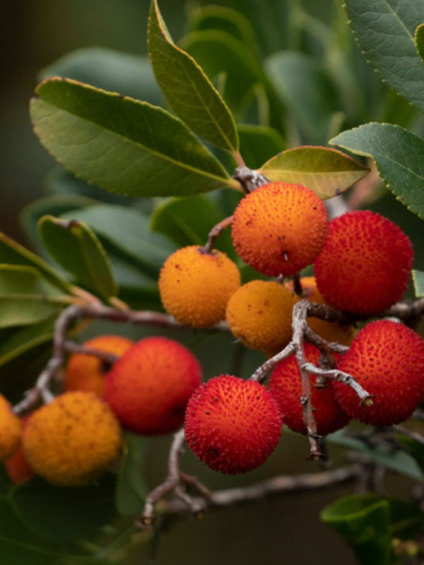 Rosa blühender Erdbeerbaum, Arbutus unedo 'Roselily' ® kaufne im Online-Shop der Bohlken Baumschulen