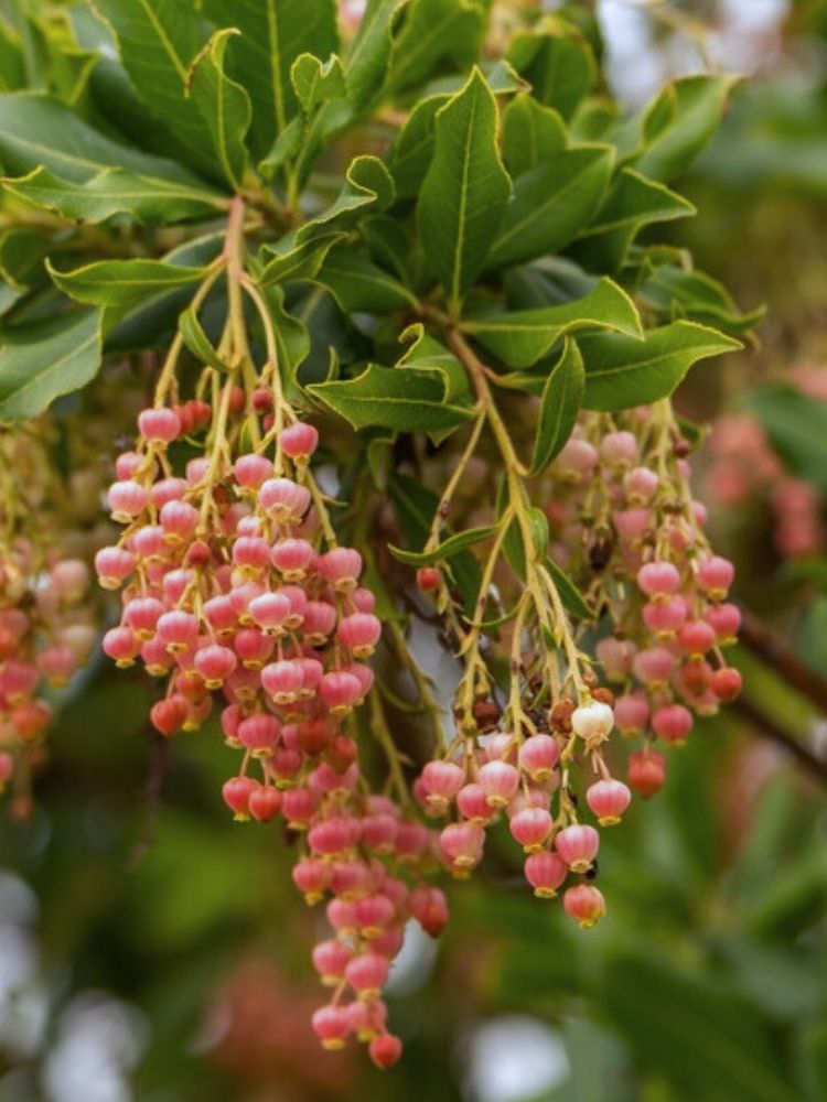 Rosa blühender Erdbeerbaum, Arbutus unedo 'Roselily' ® kaufne im Online-Shop der Bohlken Baumschulen