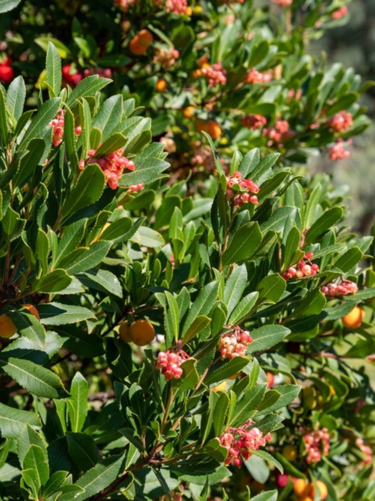 Rosa blühender Erdbeerbaum, Arbutus unedo 'Roselily' ® kaufne im Online-Shop der Bohlken Baumschulen