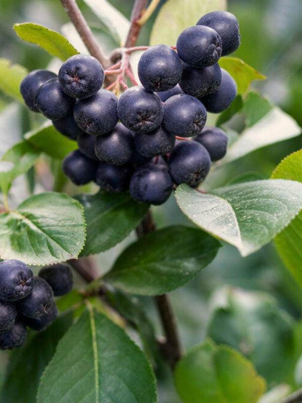 Schwarze Apfelbeere, Kahle Apfelbeere, Aronia melanocarpa kaufen im Online-Shop der Bohlken Baumschulen