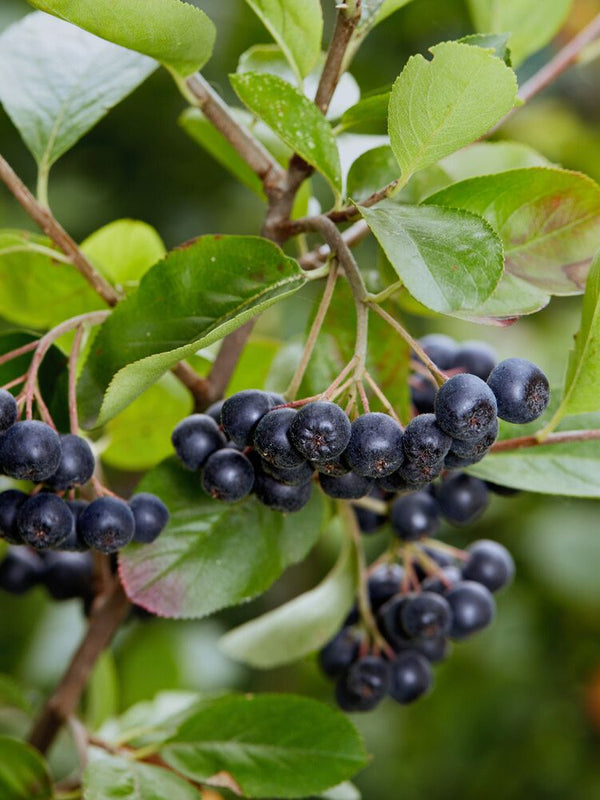 Schwarze Apfelbeere, Kahle Apfelbeere, Aronia melanocarpa kaufen im Online-Shop der Bohlken Baumschulen