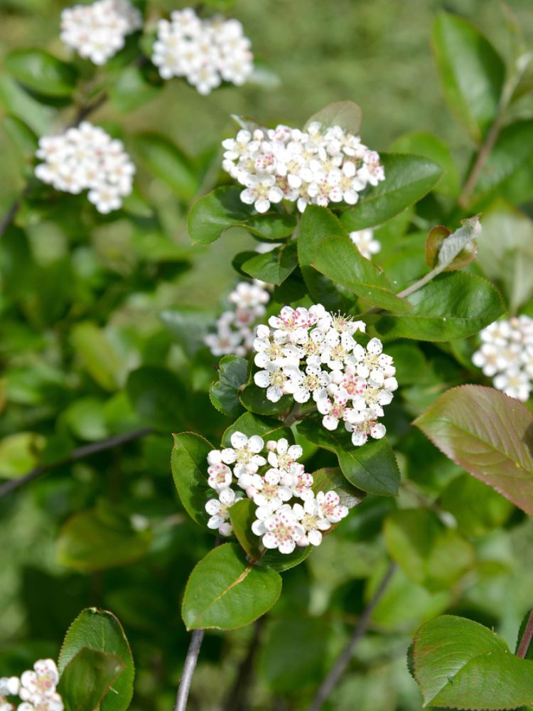 Schwarze Apfelbeere, Kahle Apfelbeere, Aronia melanocarpa kaufen im Online-Shop der Bohlken Baumschulen