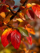 Schwarze Apfelbeere, Kahle Apfelbeere, Aronia melanocarpa kaufen im Online-Shop der Bohlken Baumschulen