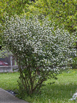 Schwarze Apfelbeere, Kahle Apfelbeere, Aronia melanocarpa kaufen im Online-Shop der Bohlken Baumschulen