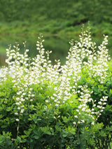 Weiße Färberhülse 'Alba', Baptisia australis 'Alba' kaufen im Online-Shop der Bohlken Baumschulen