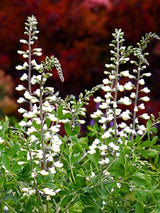 Weiße Färberhülse 'Alba', Baptisia australis 'Alba' kaufen im Online-Shop der Bohlken Baumschulen