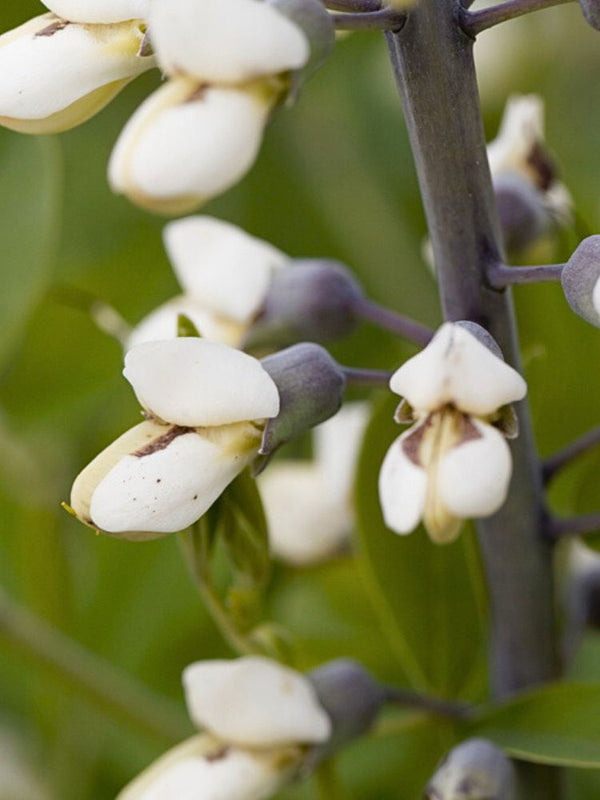 Weiße Färberhülse 'Alba', Baptisia australis 'Alba' kaufen im Online-Shop der Bohlken Baumschulen