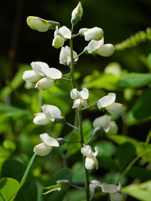 Weiße Färberhülse 'Alba', Baptisia australis 'Alba' kaufen im Online-Shop der Bohlken Baumschulen