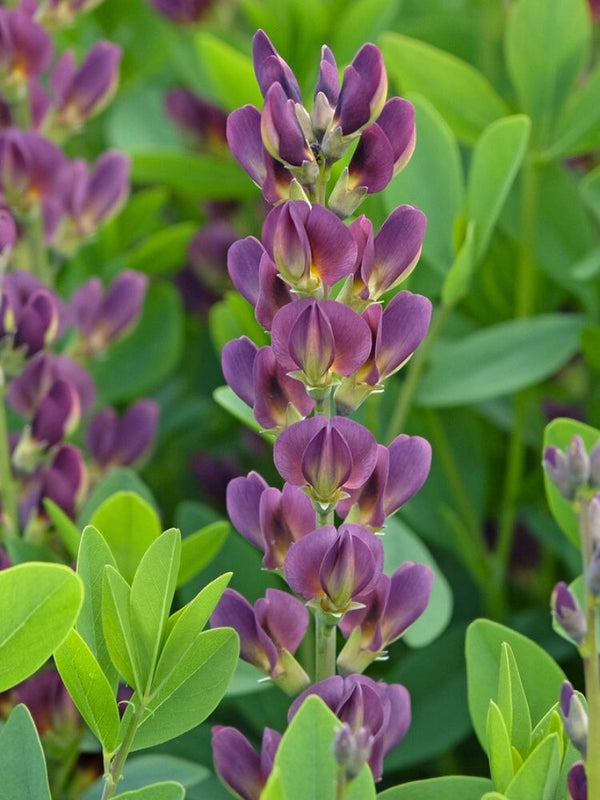 Färberhülse 'Twilite Prairieblues' ®, Baptisia australis 'Twilite Prairieblues' ® kaufen im Online-Shop der Bohlken Baumschulen