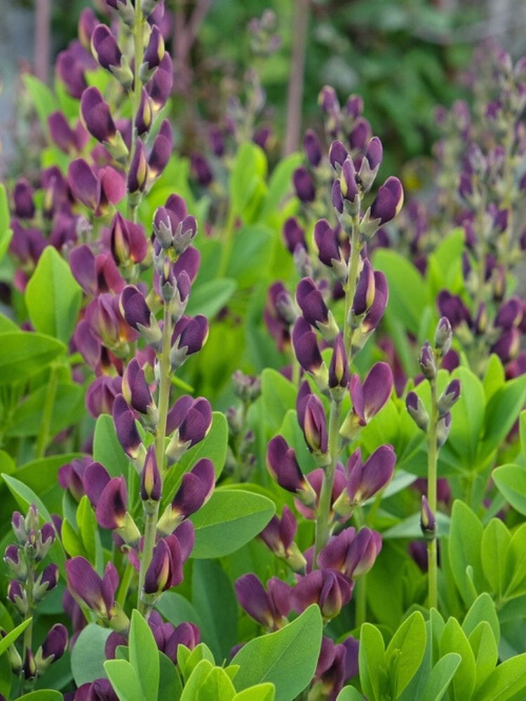 Färberhülse 'Twilite Prairieblues' ®, Baptisia australis 'Twilite Prairieblues' ® kaufen im Online-Shop der Bohlken Baumschulen