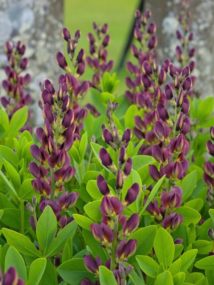 Färberhülse 'Twilite Prairieblues' ®, Baptisia australis 'Twilite Prairieblues' ® kaufen im Online-Shop der Bohlken Baumschulen