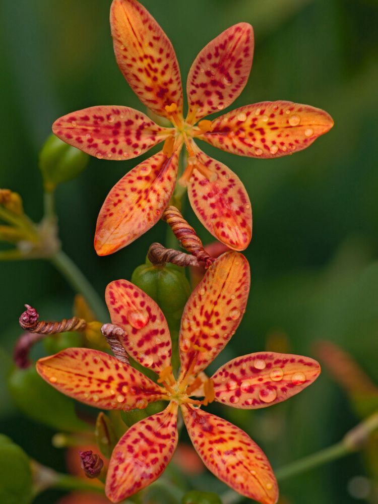 Leopardenblume, Belamcanda chinensis kaufen im Online-Shop der Bohlken Baumschulen