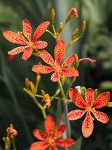 Leopardenblume, Belamcanda chinensis kaufen im Online-Shop der Bohlken Baumschulen