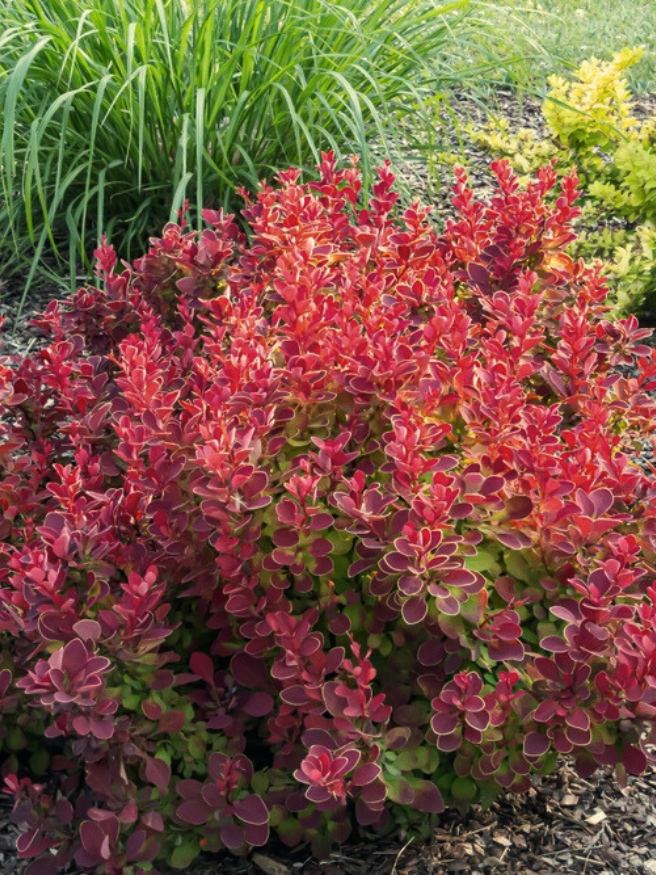 Berberitze 'Red Hot Chili' ®