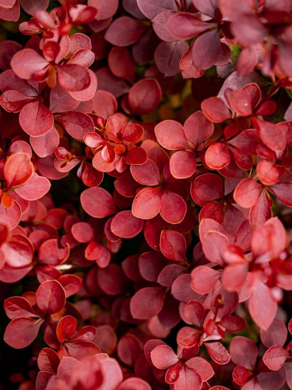 Berberitze, Berberis thunbergii 'Volcano' ® kaufen im Online-Shop der Bohlken Baumschulen