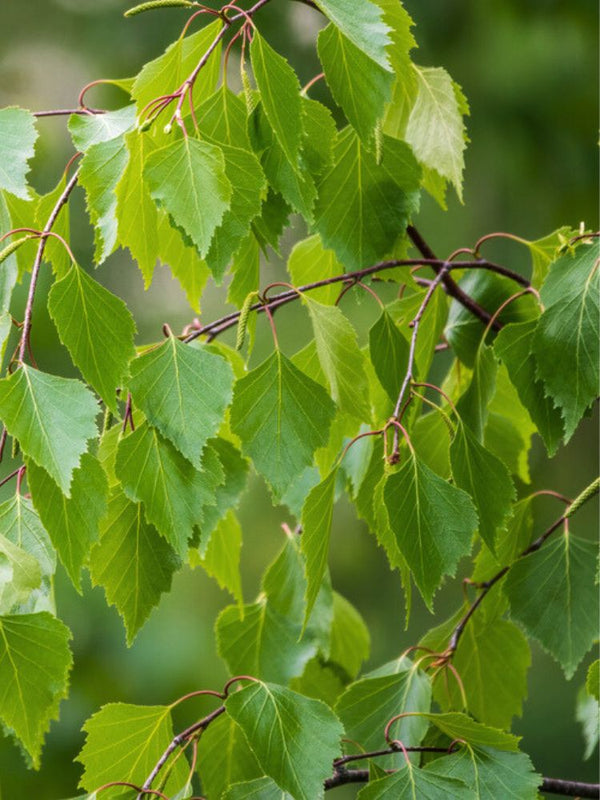 Säulenbirke, Betula pendula 'Fastigiata Joes'  kaufen im Online-Shop der Bohlken Baumschulen