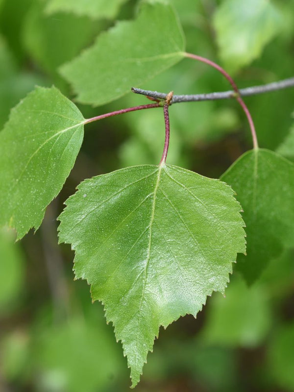 Lollypop-Birke 'Magical Globe' ®, Betula pendula 'Magical Globe' ® kaufen im Online-Shop der Bohlken Baumschulen