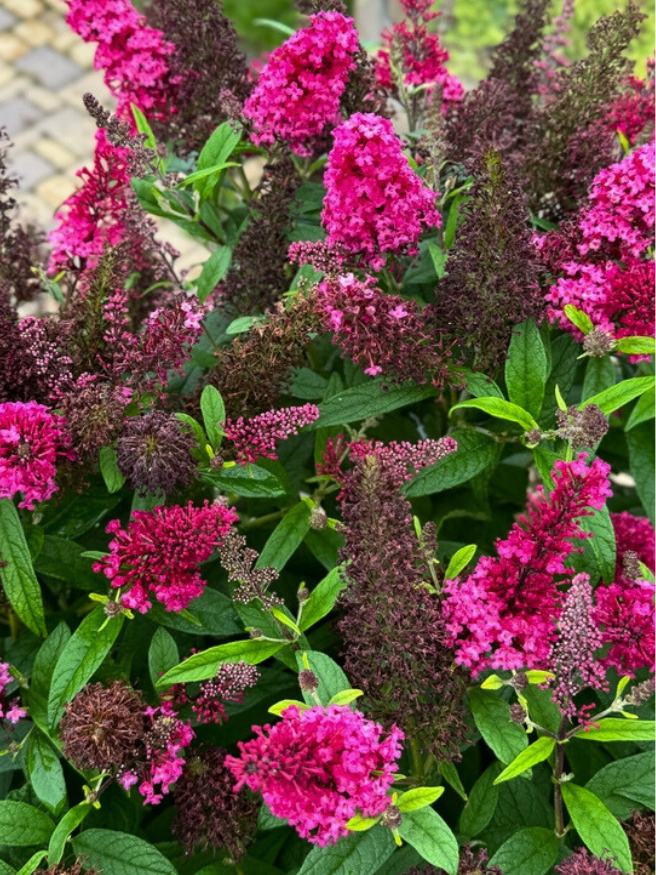 Schmetterlingsstrauch, Buddleja davidii 'Butterfly Candy'® Little Ruby kaufen im Online-Shop der Bohlken Baumschulen