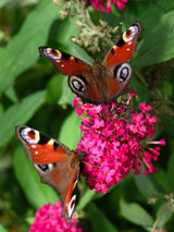 Schmetterlingsstrauch, Buddleja davidii 'Butterfly Candy'® Little Ruby kaufen im Online-Shop der Bohlken Baumschulen