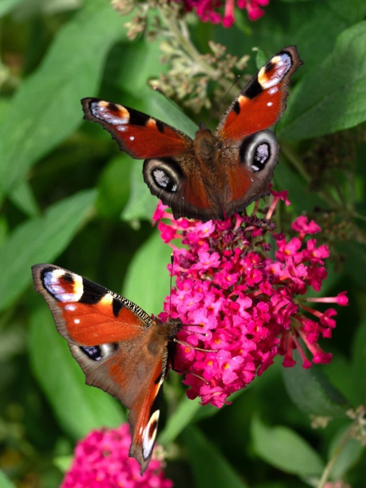 Schmetterlingsstrauch, Buddleja davidii 'Butterfly Candy'® Little Ruby kaufen im Online-Shop der Bohlken Baumschulen