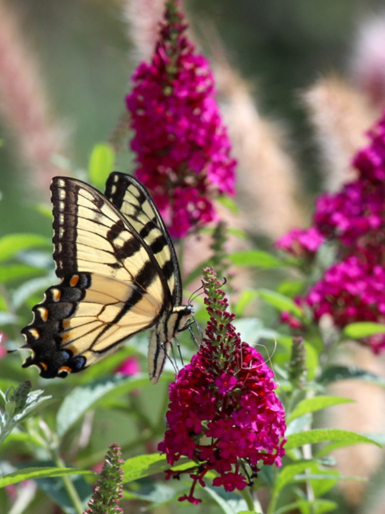 Schmetterlingsstrauch, Buddleja davidii 'Butterfly Candy'® Little Ruby kaufen im Online-Shop der Bohlken Baumschulen