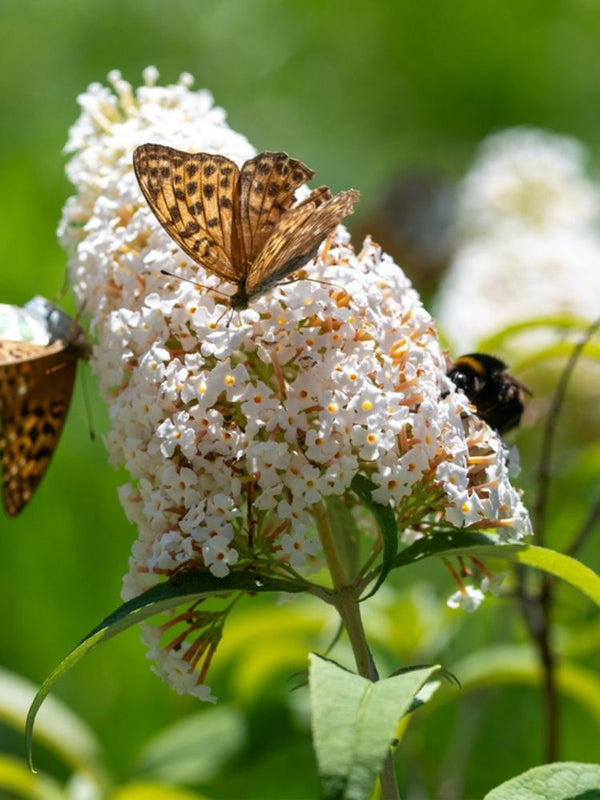 Schmetterlingsstrauch, Buddleja davidii 'Butterfly Candy'® Little White' kaufen im Online-Shop der Bohlken Baumschulen