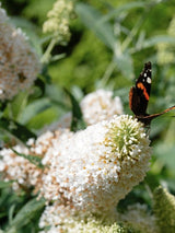 Schmetterlingsstrauch, Buddleja davidii 'Butterfly Candy'® Little White' kaufen im Online-Shop der Bohlken Baumschulen