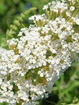 Schmetterlingsstrauch, Buddleja davidii 'Butterfly Candy'® Little White' kaufen im Online-Shop der Bohlken Baumschulen