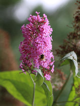 Schmetterlingsstrauch, Buddleja davidii 'Butterfly Candy' ® Little Pink' kaufen im Online-Shop der Bohlken Baumschulen