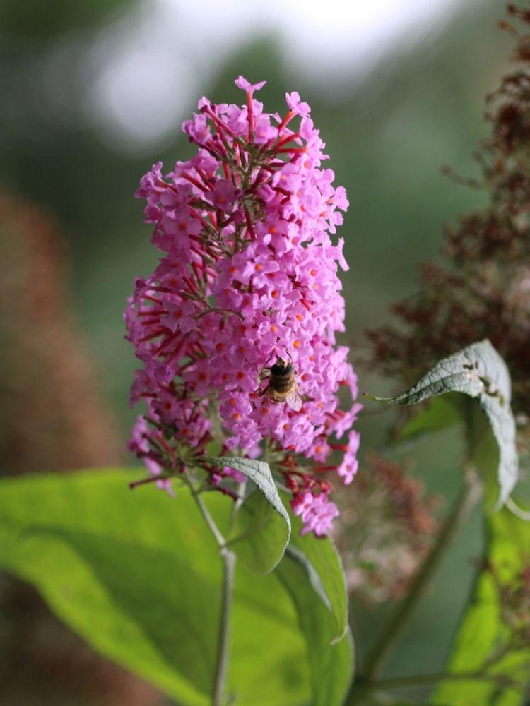 Schmetterlingsstrauch, Buddleja davidii 'Butterfly Candy' ® Little Pink' kaufen im Online-Shop der Bohlken Baumschulen