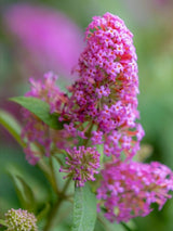 Schmetterlingsstrauch, Buddleja davidii 'Butterfly Candy' ® Little Pink' kaufen im Online-Shop der Bohlken Baumschulen