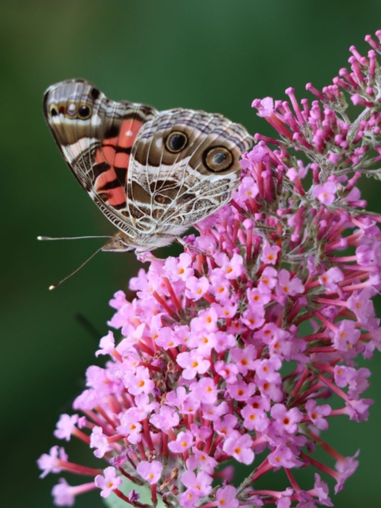 Schmetterlingsstrauch, Buddleja davidii 'Butterfly Candy' ® Little Pink' kaufen im Online-Shop der Bohlken Baumschulen