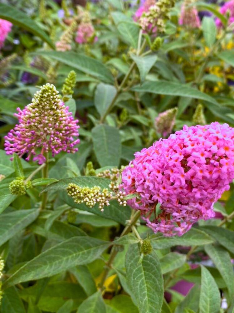 Schmetterlingsstrauch, Buddleja davidii 'Butterfly Candy' ® Little Pink' kaufen im Online-Shop der Bohlken Baumschulen